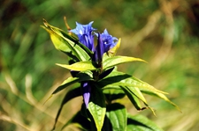 sample_pic_1