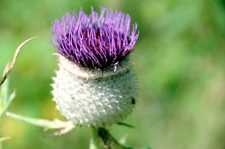 sample_pic_2